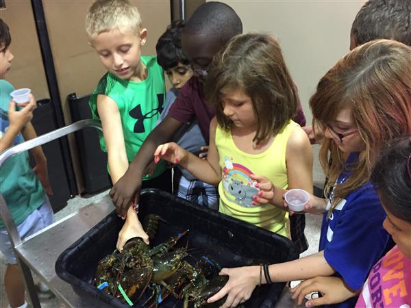 students touch live lobsters